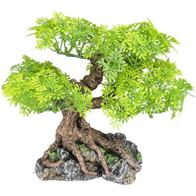 Komodo Bonsai Tree 16in