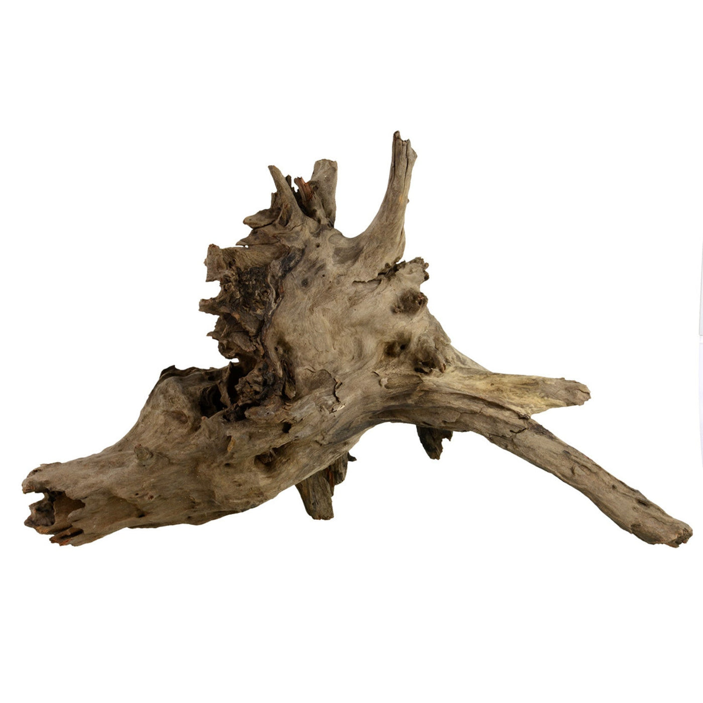 Underwater Treasures Eucalyptus Root Medium