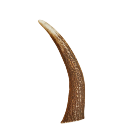 Canophera Dog Chew Red Deer Antler Xlarge