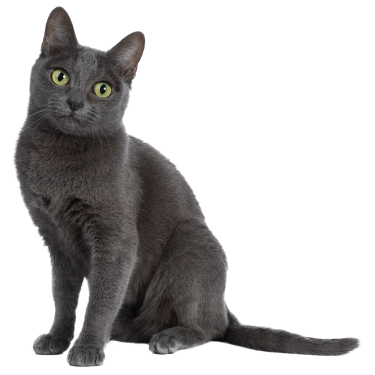 Benson’s Where It's All About The Pets! Benson's Pet Center