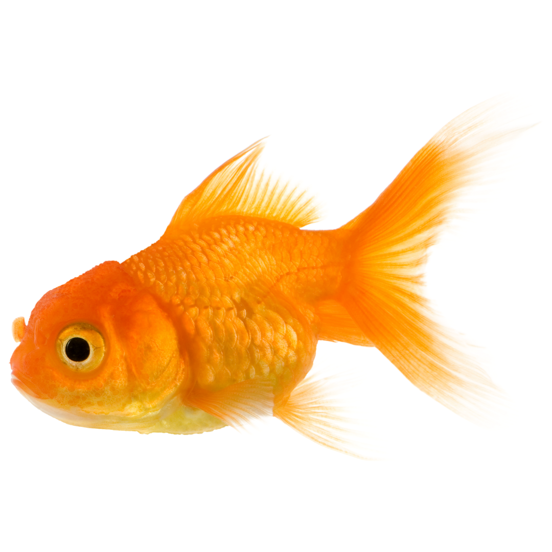 Benson’s Where It's All About The Pets! Benson's Pet Center