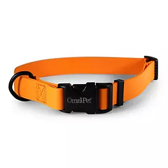 Carnival Color Dog Collar with Name Plate 3/4in 14-20in Orange