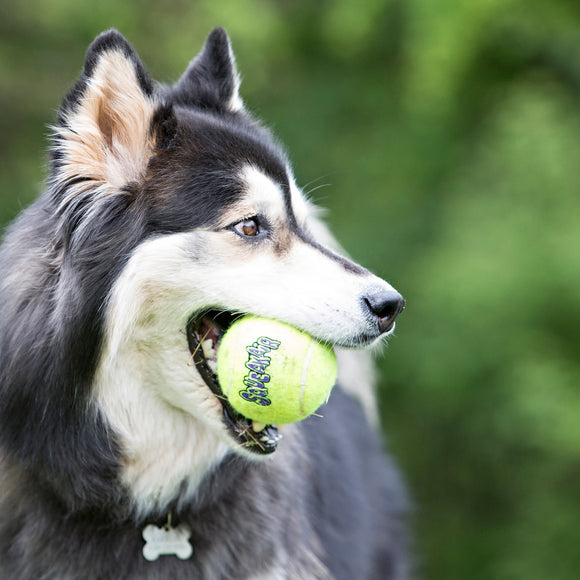 KONG Airdog Squeaker Tennis Ball Dog Toy  Yellow  Extra Large