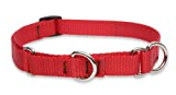 Lupine 3/4-Inch Red 10-14-Inch Martingale Combo Collar for Small to Medium Dogs