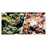 Marine Reef/Coral"